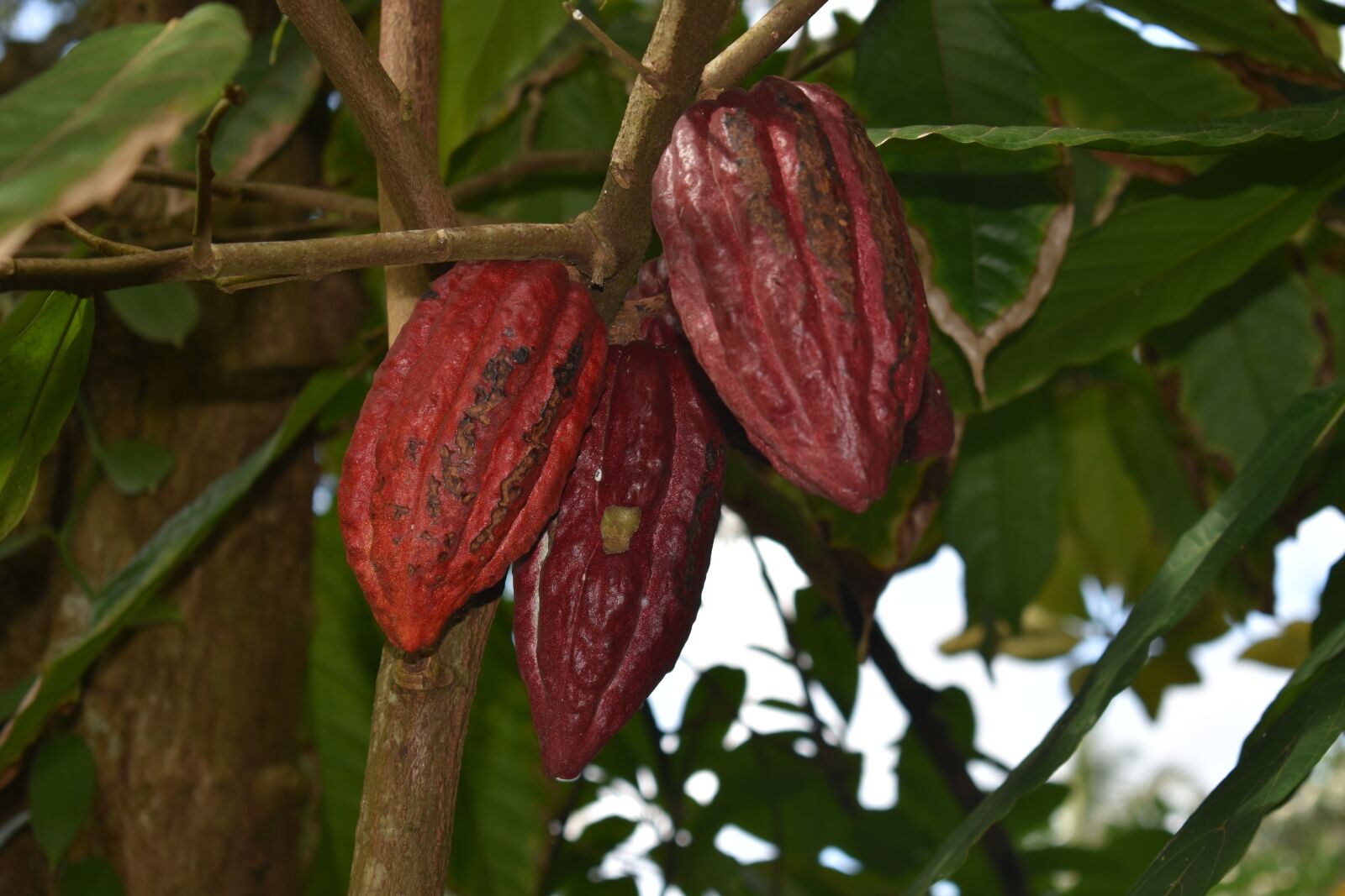Nikon D3400 sample photo. Aztec chocolate pods, chocolate photography