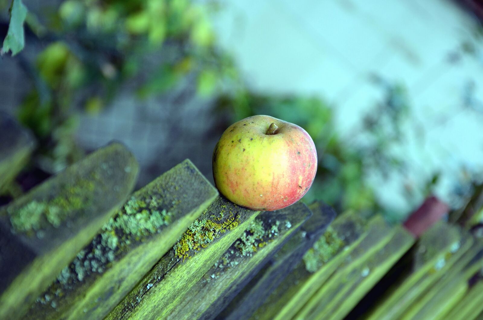Nikon D5100 sample photo. Apple, fruit, fence, wood photography