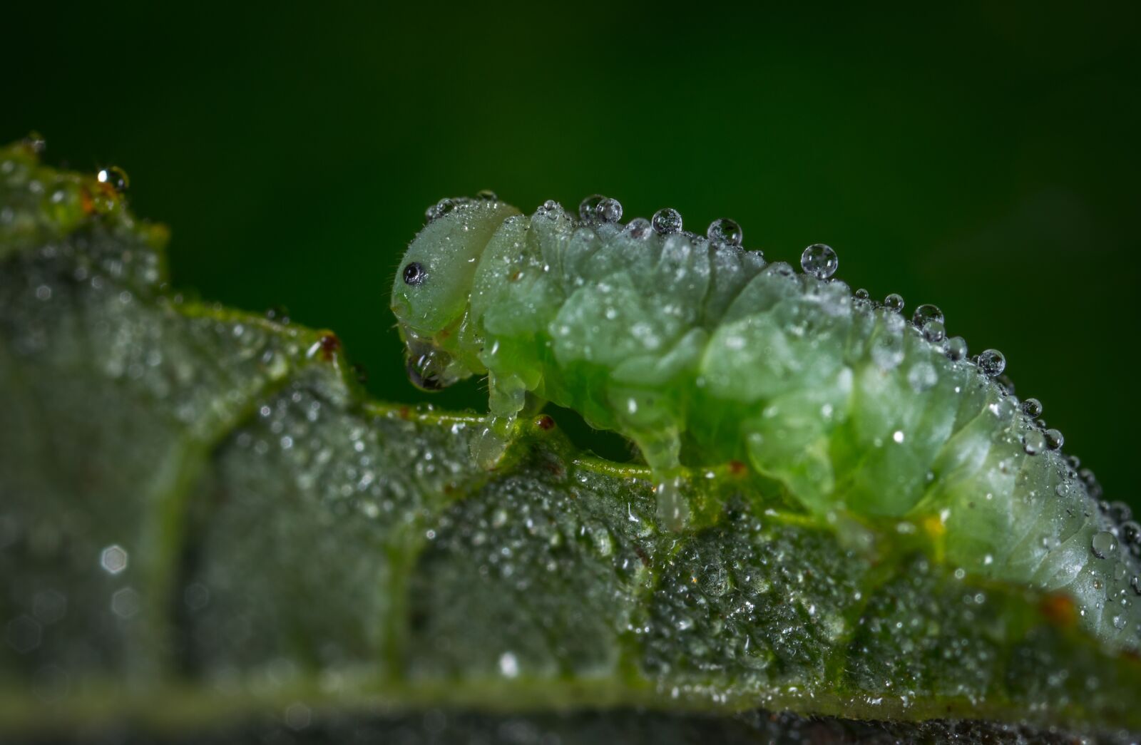 #124 65/2.8 sample photo. Insect, larva, bespozvonochnoe photography
