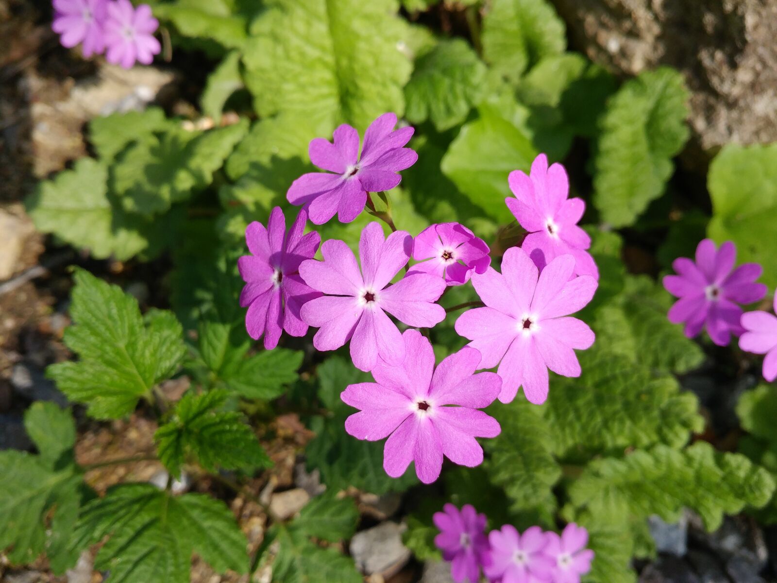 LG G5 sample photo. Flowers, nature, plants photography