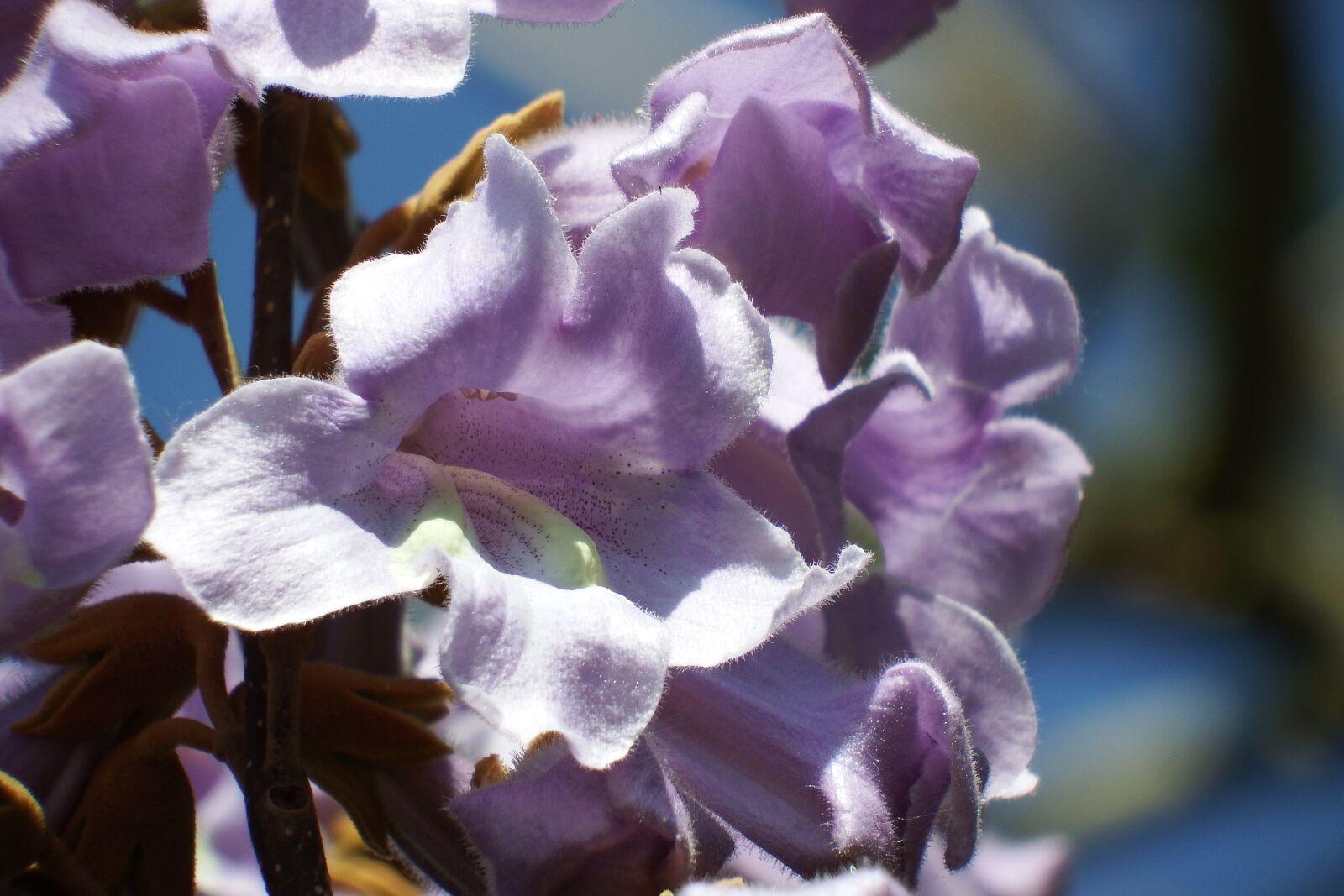 Fujifilm FinePix S1 sample photo. Paulownia, blossom, spring photography