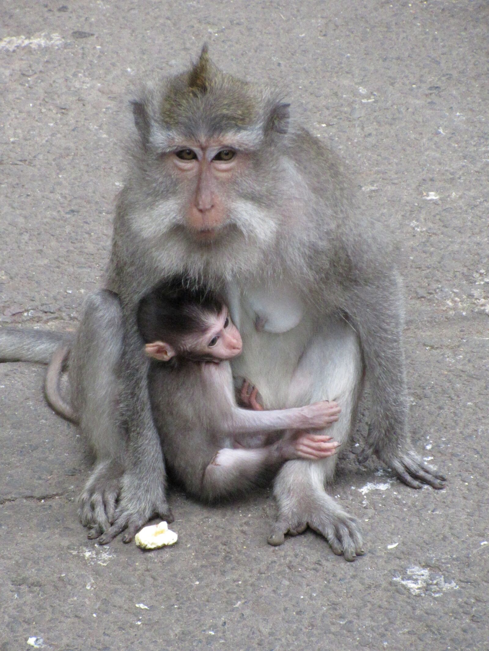 Canon PowerShot ELPH 350 HS (IXUS 275 HS / IXY 640) sample photo. Monkey, baby monkey, macaque photography
