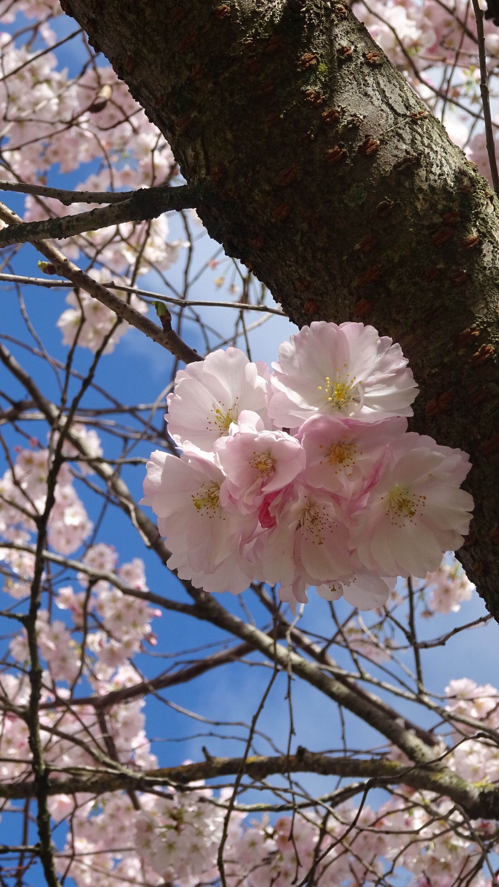 Sony DSC-HX60 sample photo. Flower, spring, nature photography