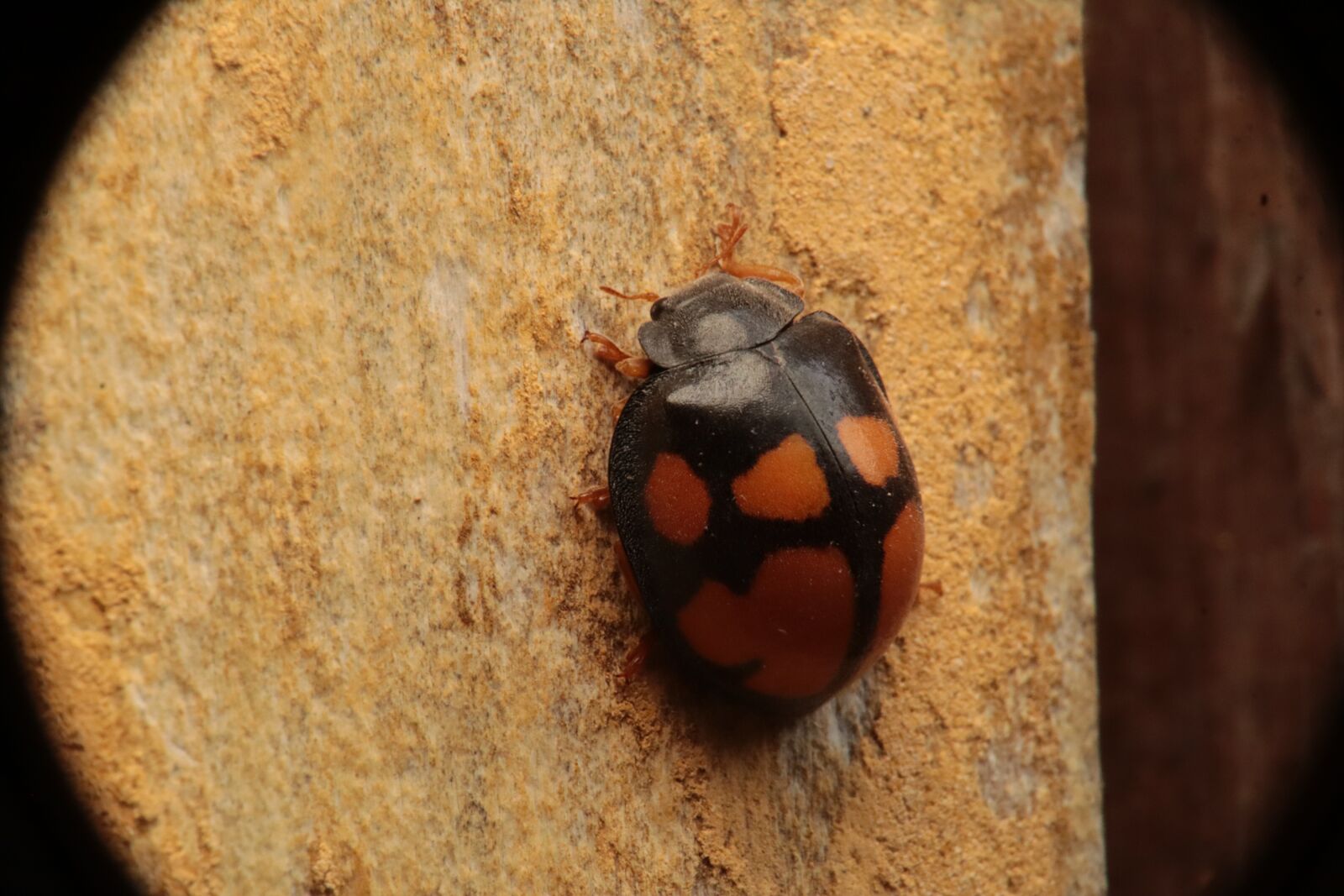 Canon EOS M50 (EOS Kiss M) sample photo. Insect, nature, garden photography