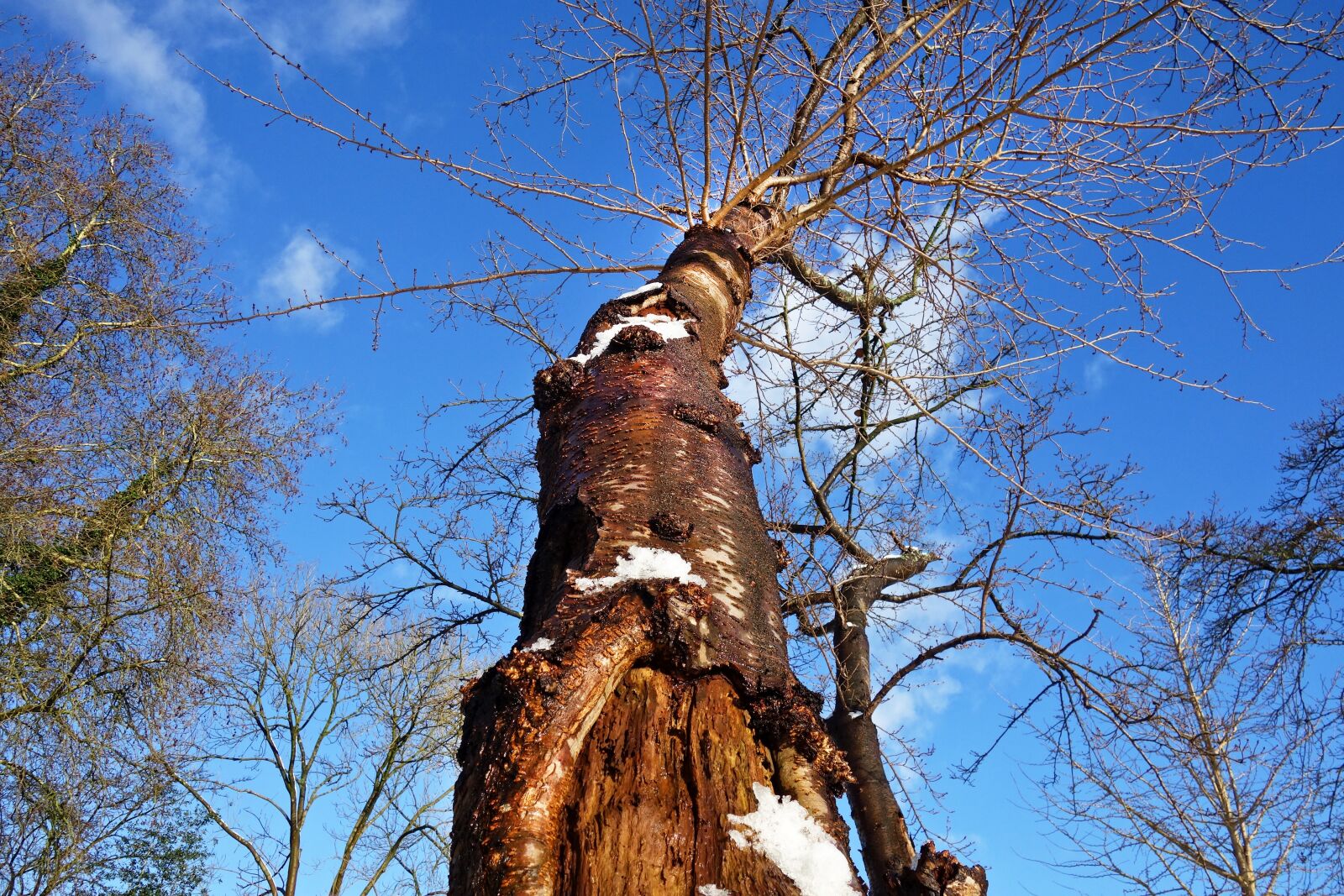 Sony Cyber-shot DSC-RX100 sample photo. Tree, tree trunk, bark photography