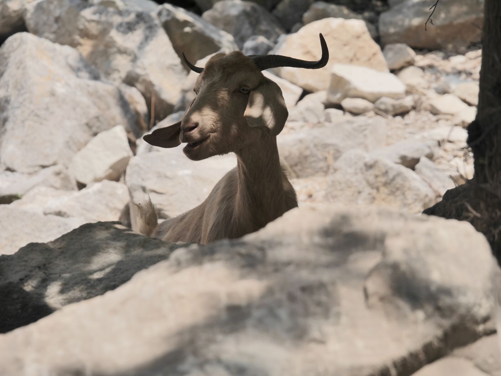 Panasonic Lumix DMC-GX7 sample photo. Goat, cyprus, wilderness photography