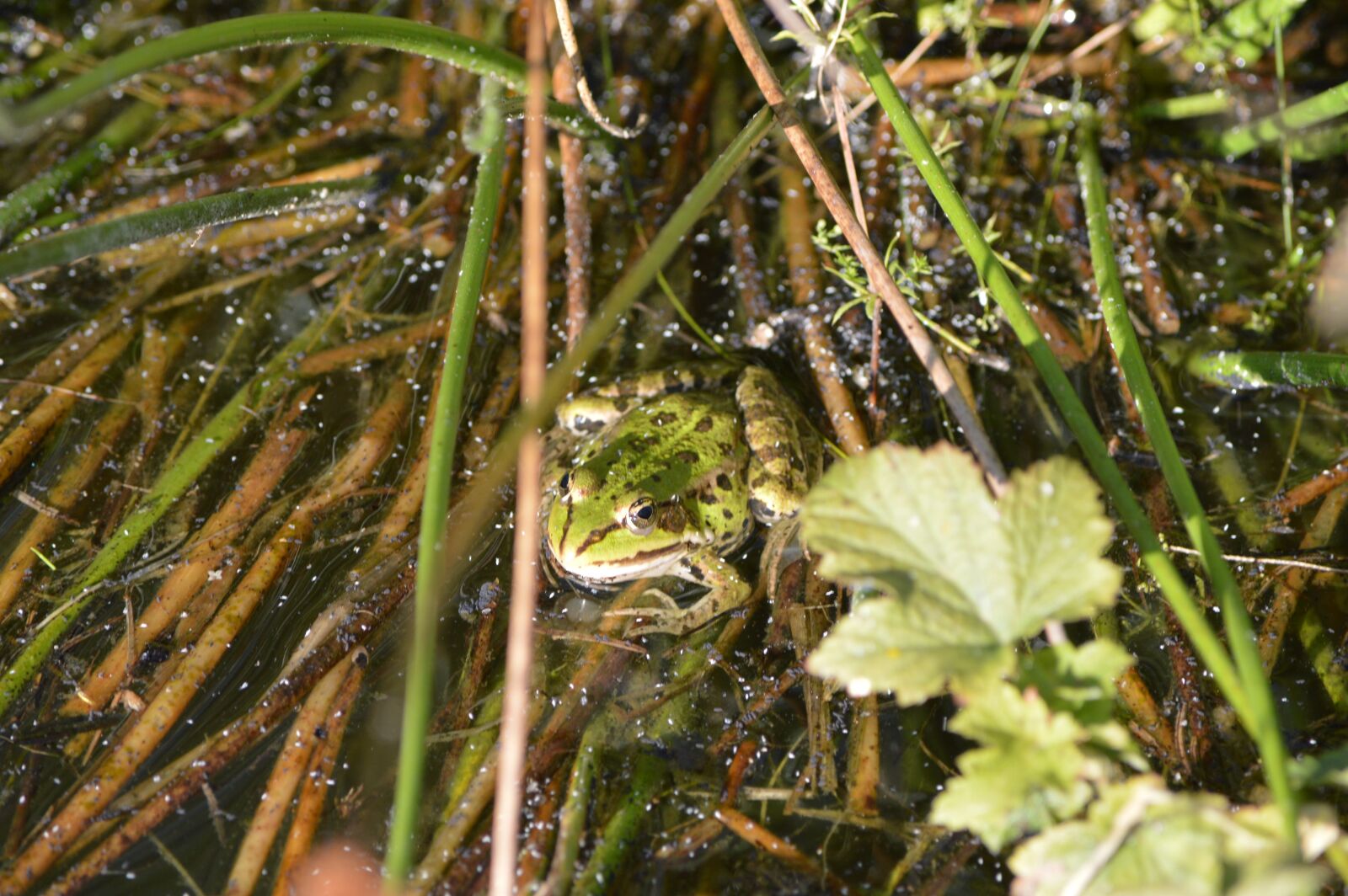 Nikon D3200 sample photo. Frog, water, pond photography