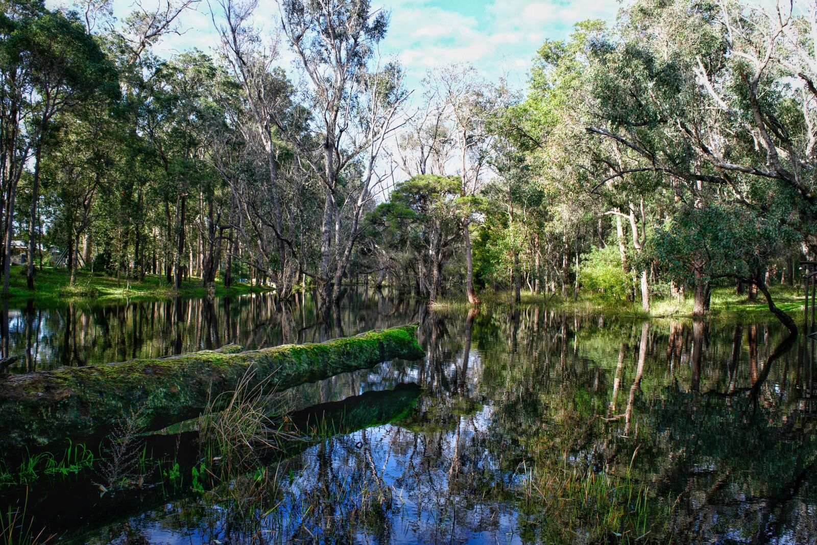 Nikon D3300 sample photo. Water, trees, nature photography