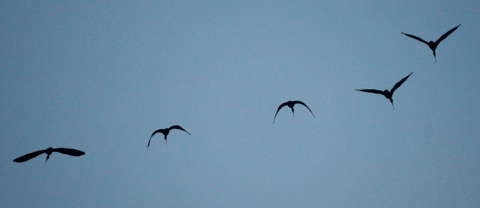 Sony 500mm F8 Reflex sample photo. Flight, birds, ibis photography