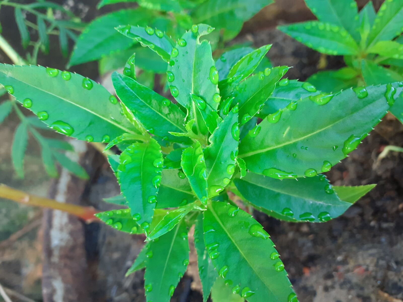 Samsung SM-M205F sample photo. Leaf, water drops on photography