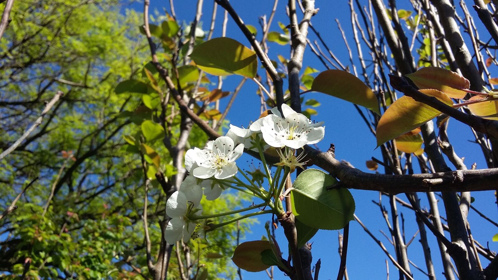 Samsung Galaxy Grand Prime sample photo. Flower, sky, nature photography