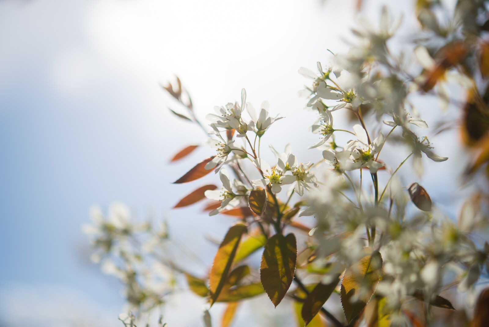 Nikon D600 sample photo. White, flower, blossom photography