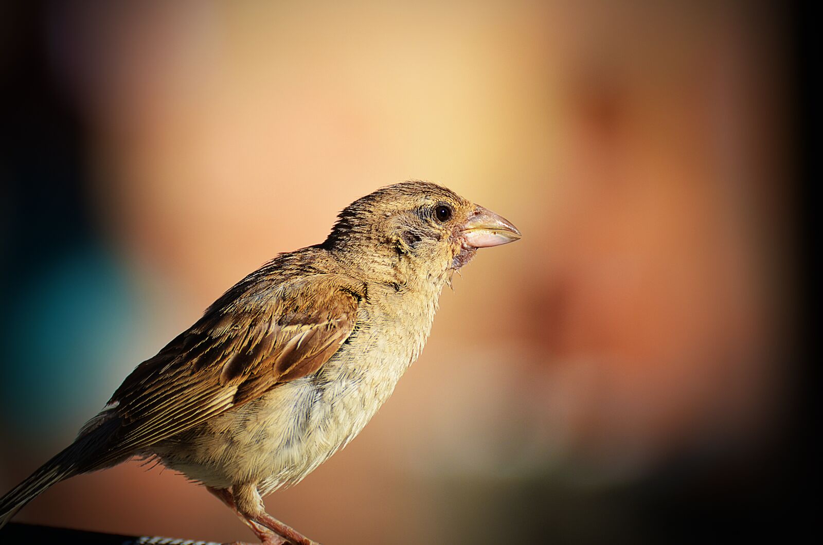 Nikon D7000 sample photo. Bird, wildlife, nature photography