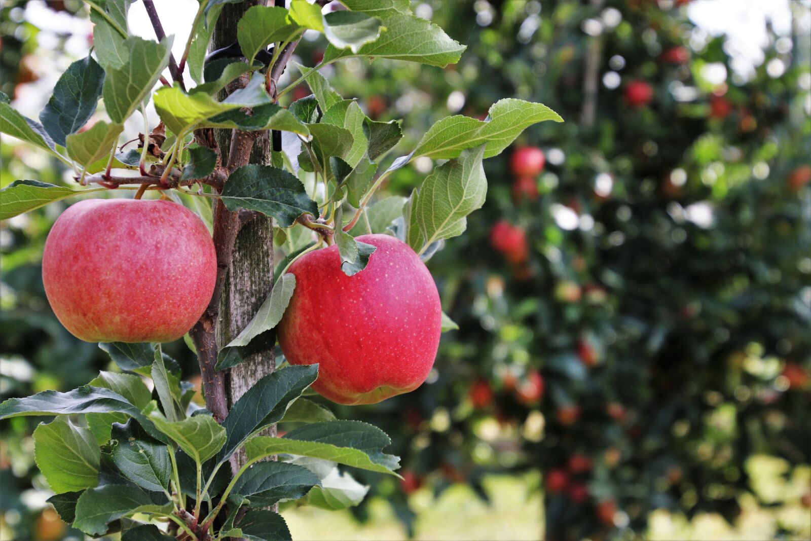 Canon EOS 80D sample photo. Two, red, apples photography