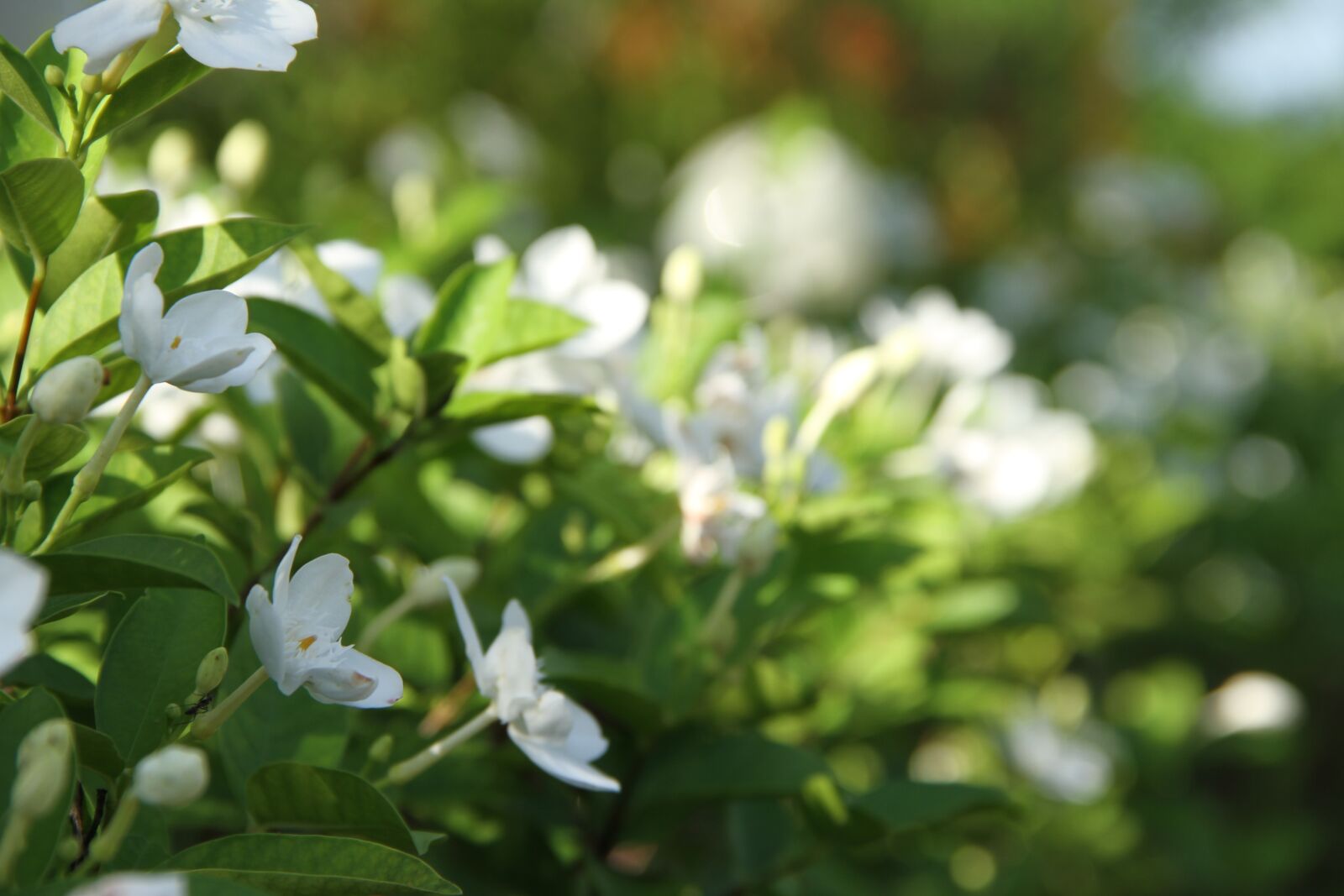 Canon EOS 7D sample photo. Gardenia, flower, white photography