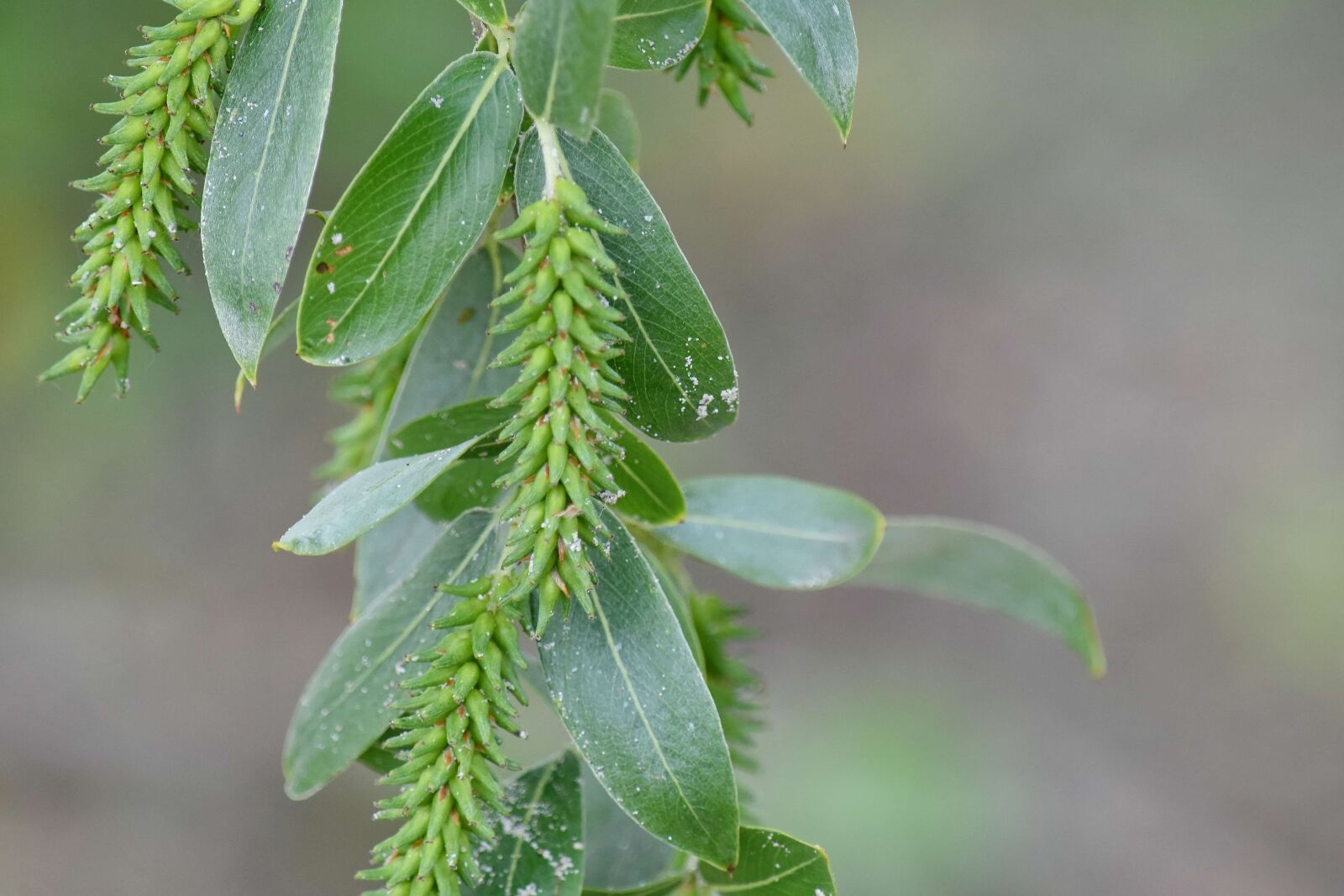 Nikon D5500 sample photo. Green leaves, spring time photography