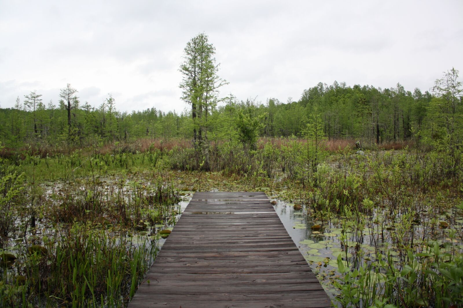 Canon EOS 1000D (EOS Digital Rebel XS / EOS Kiss F) sample photo. Nature, swamp, peaceful photography