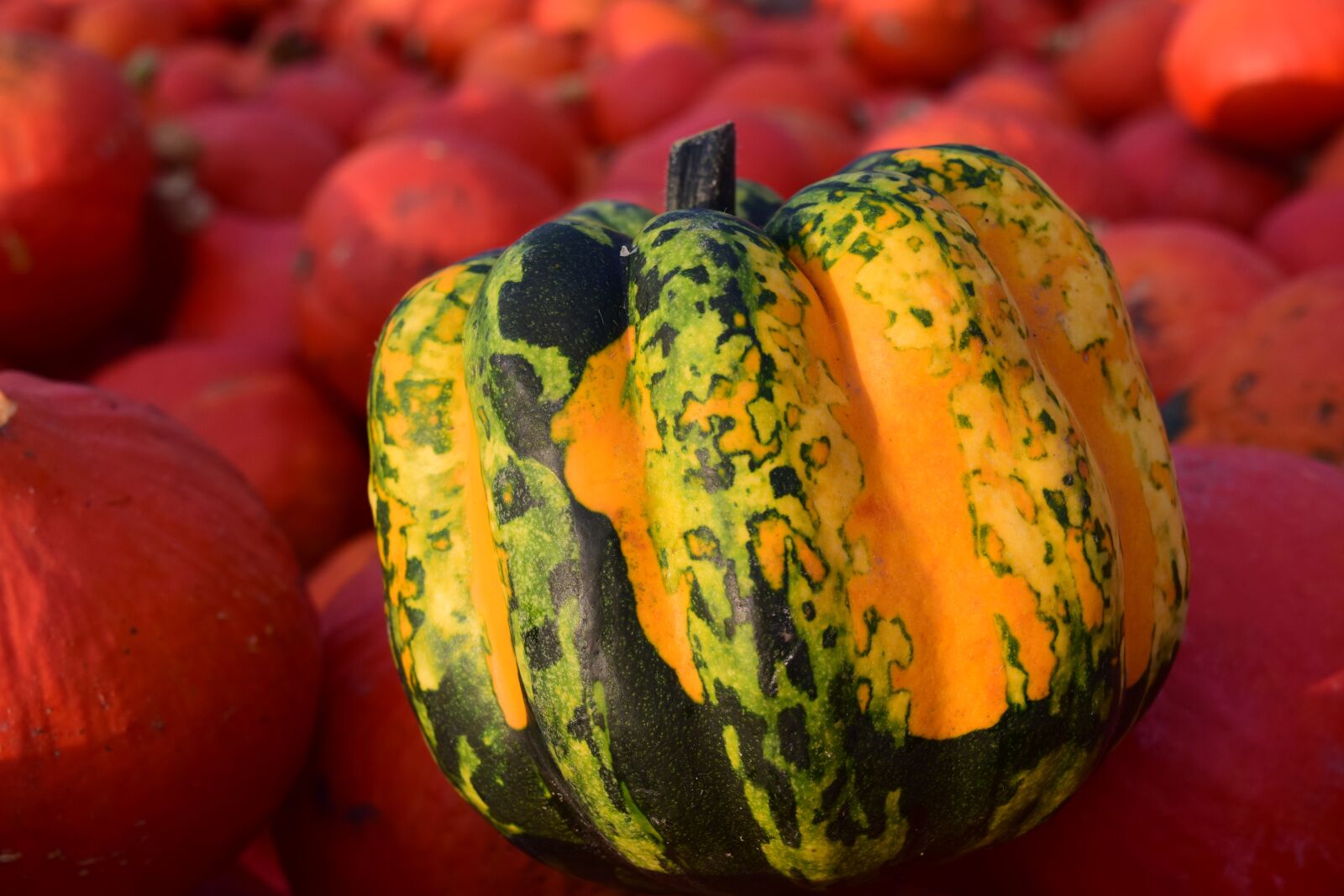 Nikon D3300 sample photo. Pumpkin, close up, autumn photography