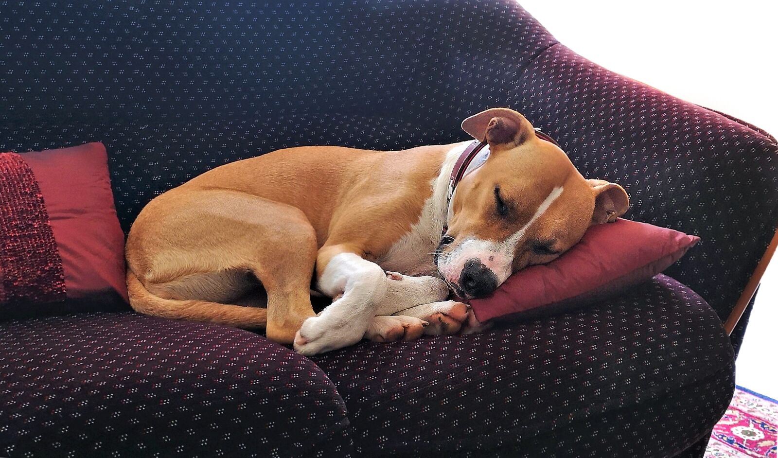 HUAWEI CLT-L29 sample photo. Dog, sleep, asleep photography