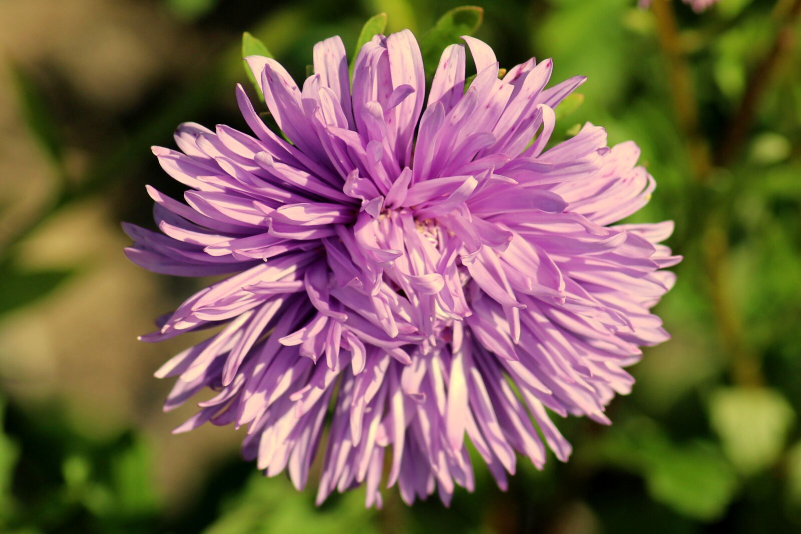 Canon EOS 1200D (EOS Rebel T5 / EOS Kiss X70 / EOS Hi) sample photo. Aster, autumn flower, violet photography