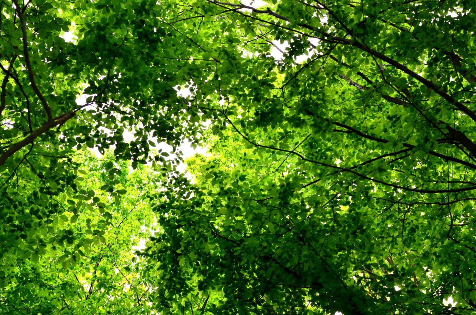 Nikon D5100 sample photo. Spring, forest, trees photography