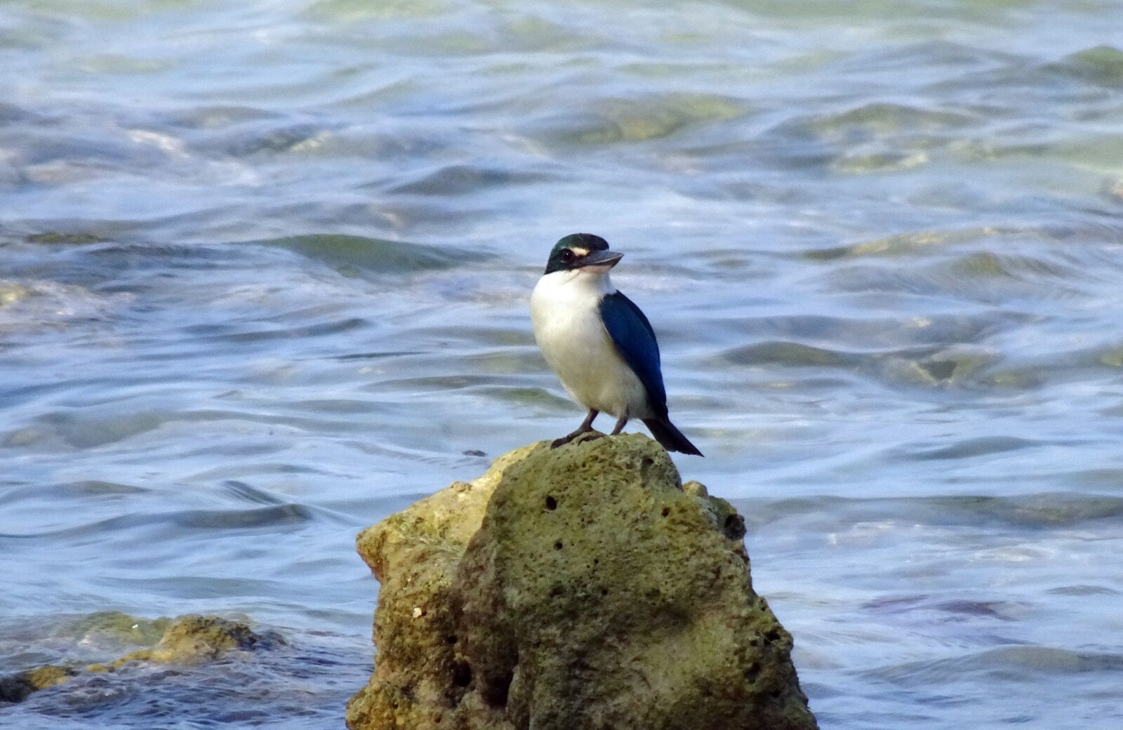 Sony Cyber-shot DSC-HX90V sample photo. Bird, kingfisher, andaman collared photography
