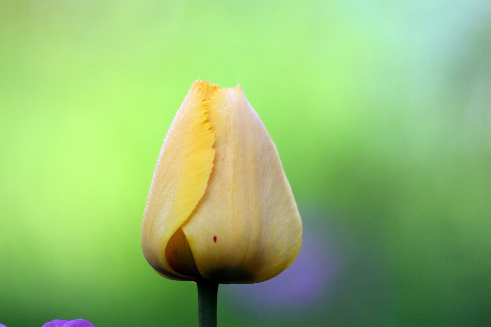 Canon EOS 650D (EOS Rebel T4i / EOS Kiss X6i) sample photo. Tulip, no one, nature photography