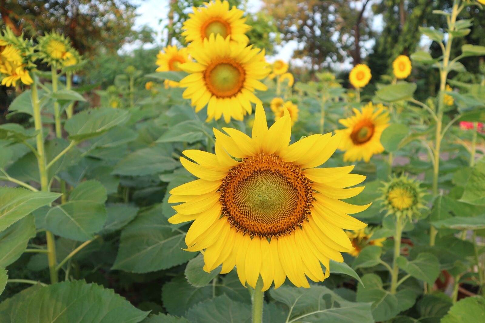 Canon EOS M10 sample photo. Sunflower, flowers, yellow photography
