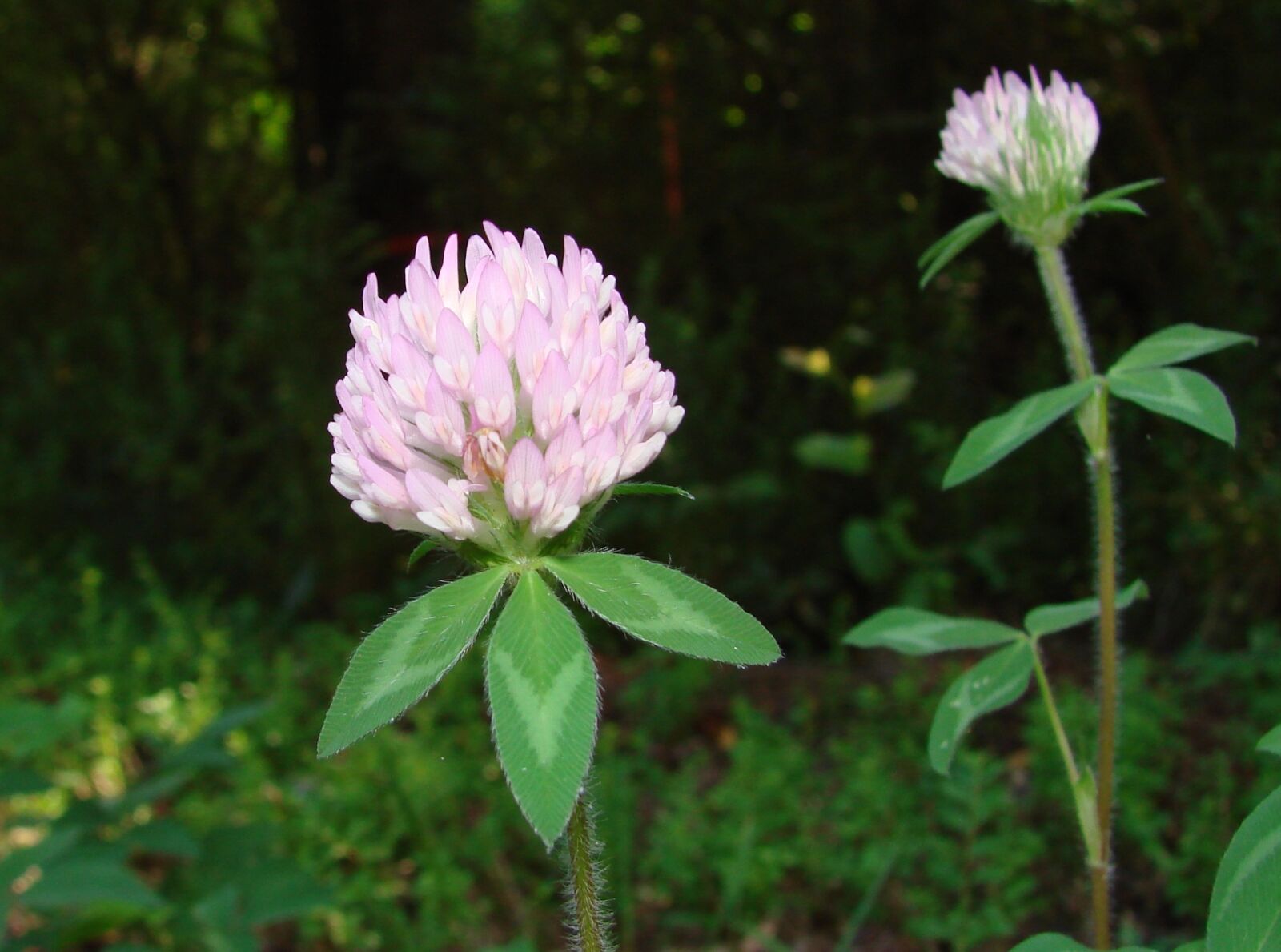 Sony DSC-H5 sample photo. Clover, red clover, fabaceae photography