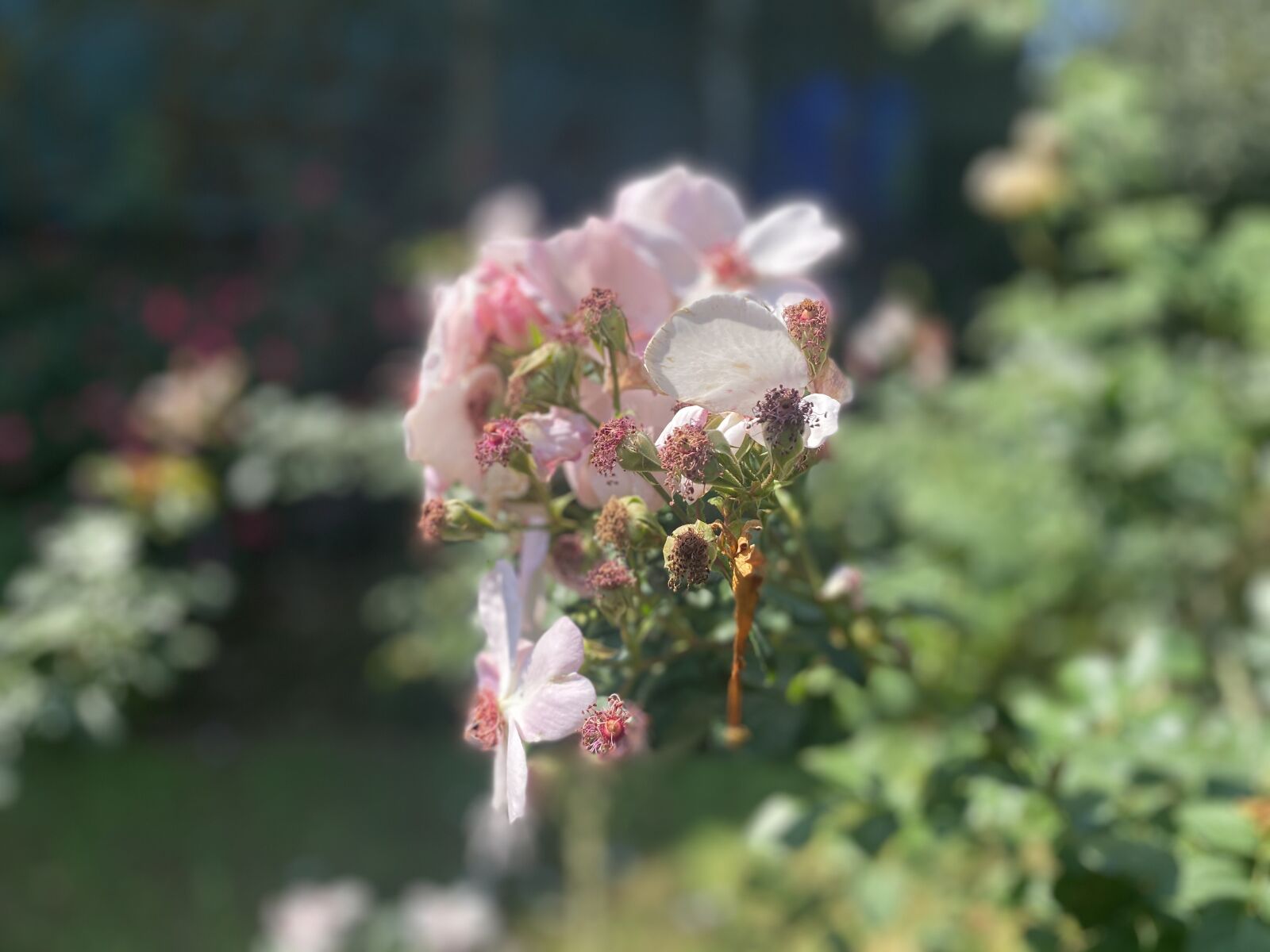 Apple iPhone 11 sample photo. Manual, and, ออ photography