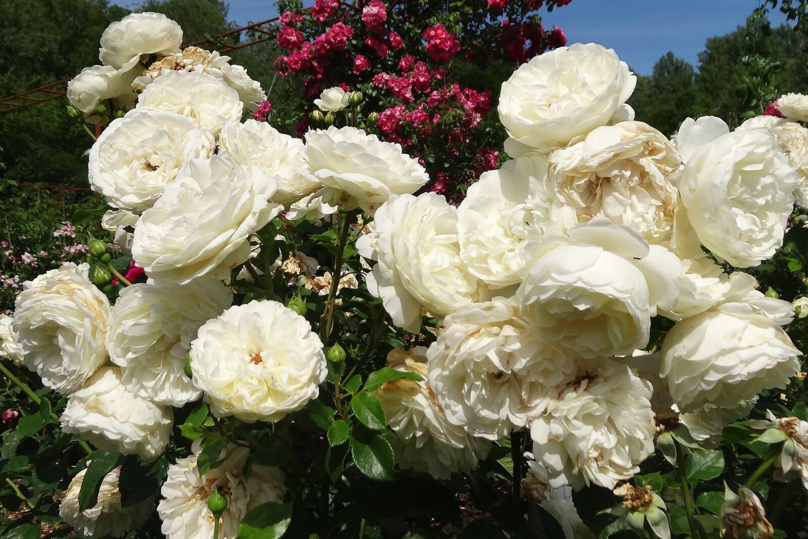 Sony Cyber-shot DSC-HX20V sample photo. Roses, white, flower photography