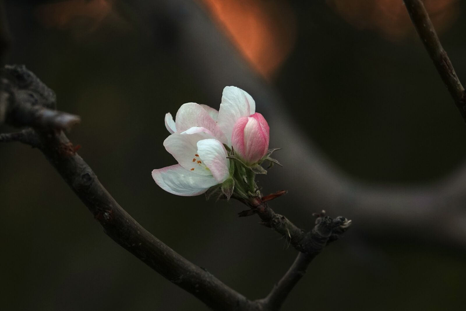 Sony Cyber-shot DSC-RX10 IV sample photo. Begonia flower, winter, degrowth photography