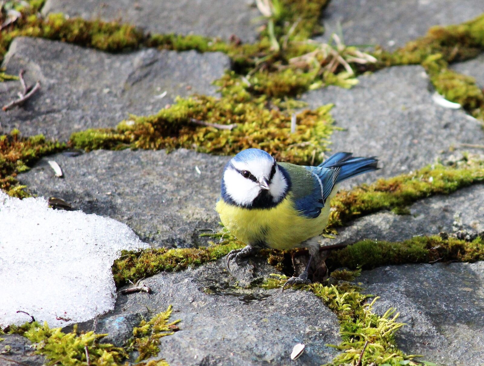 Canon EOS 600D (Rebel EOS T3i / EOS Kiss X5) sample photo. Blue tit, meisenart, tit photography