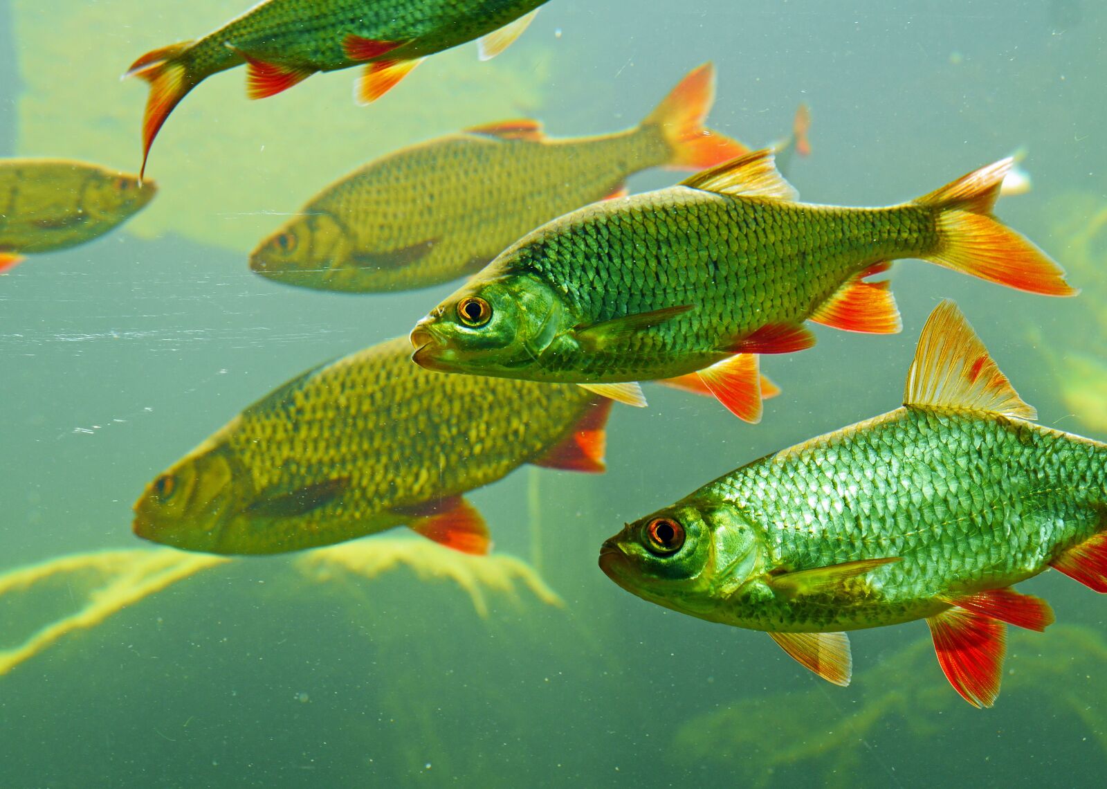 Panasonic Lumix DMC-GH3 sample photo. Rotfeder, karpfenfisch, large aquarium photography