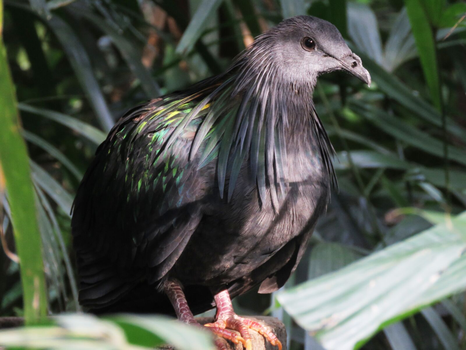 Canon PowerShot SX60 HS sample photo. Black kite bird, milvus photography
