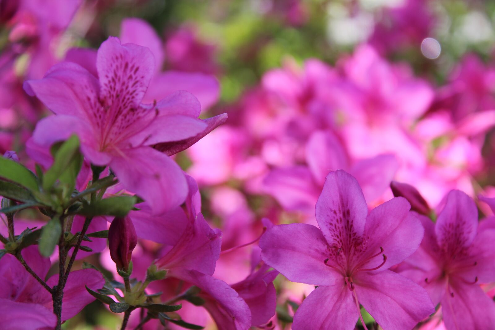 Canon EOS 1300D (EOS Rebel T6 / EOS Kiss X80) sample photo. Azalea, fuchsia, flower photography