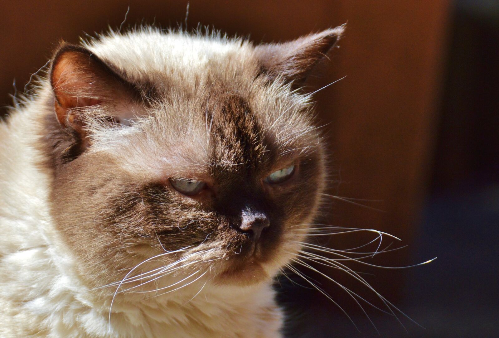 Nikon D3200 sample photo. Cat, breed cat, british photography