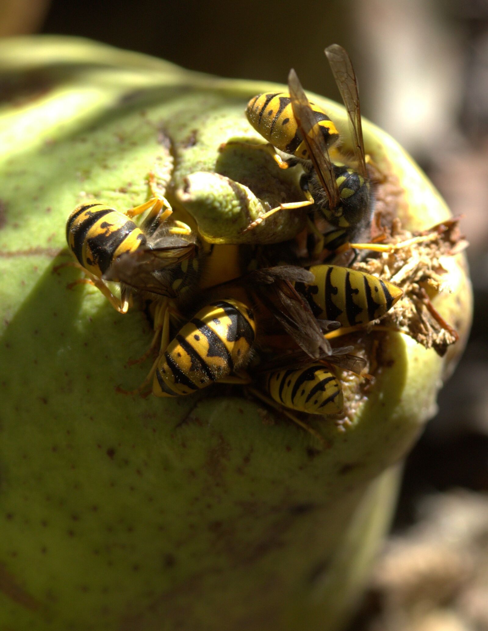 Canon EF-S 60mm F2.8 Macro USM sample photo. Wasp, food, para photography
