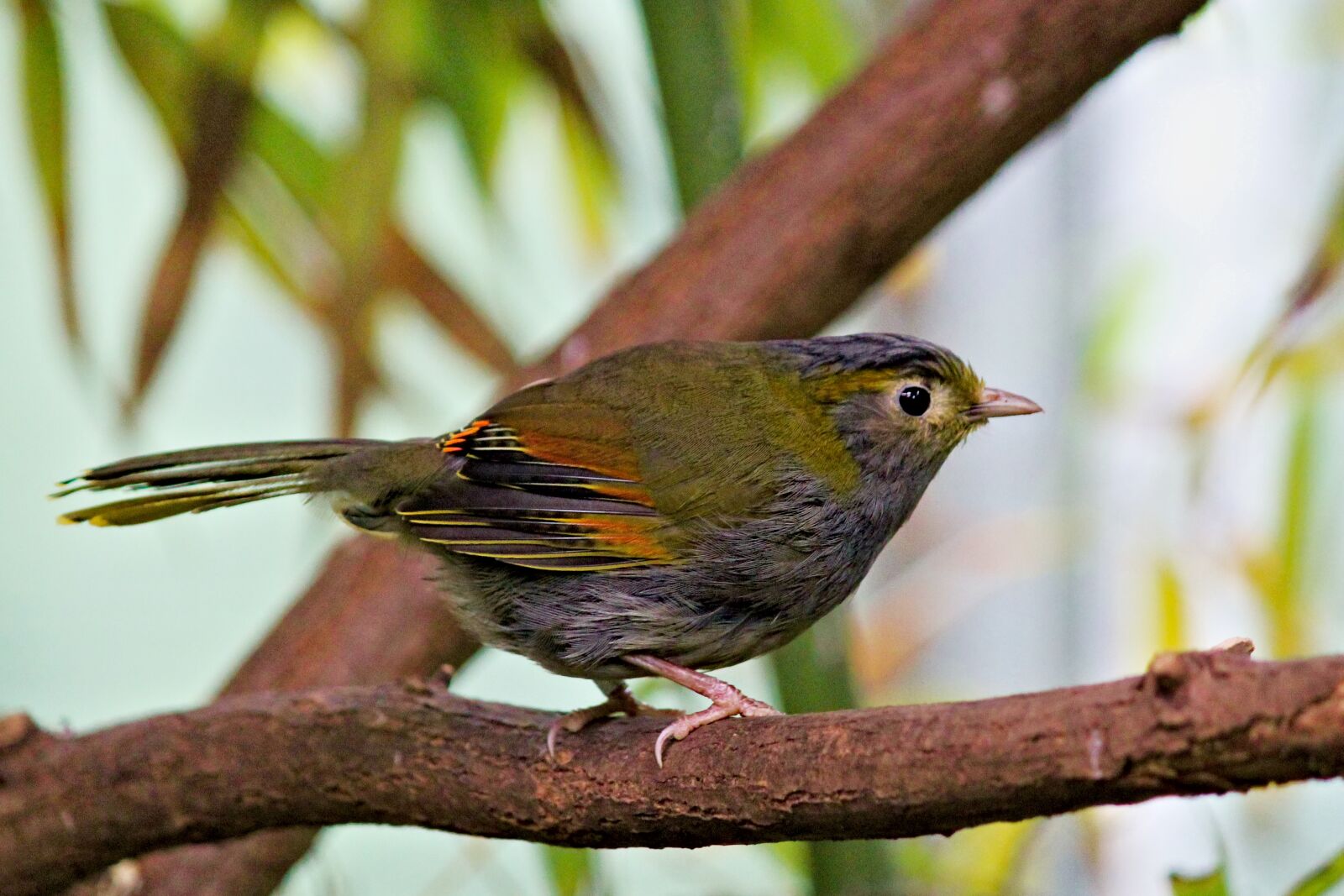 Canon EOS 550D (EOS Rebel T2i / EOS Kiss X4) sample photo. Bird, laughingthrush, leiothrix photography