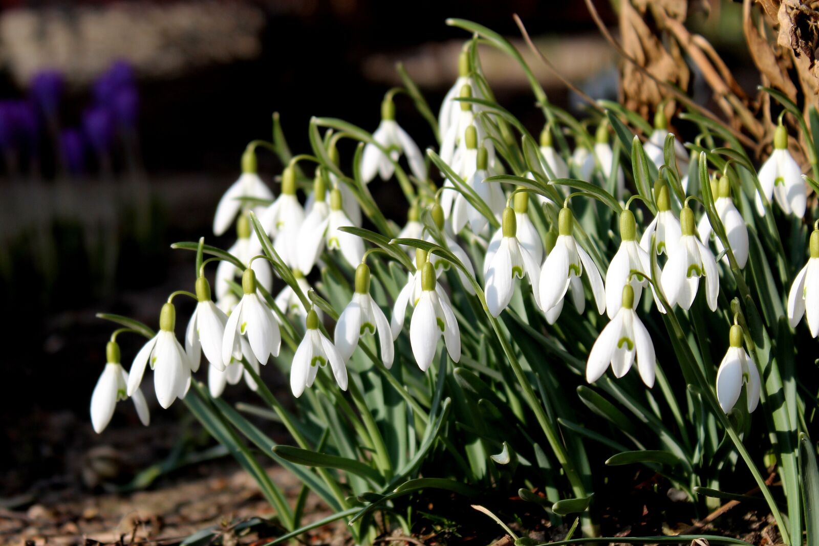 Canon EOS 1300D (EOS Rebel T6 / EOS Kiss X80) sample photo. Snowdrop, flower, nature photography
