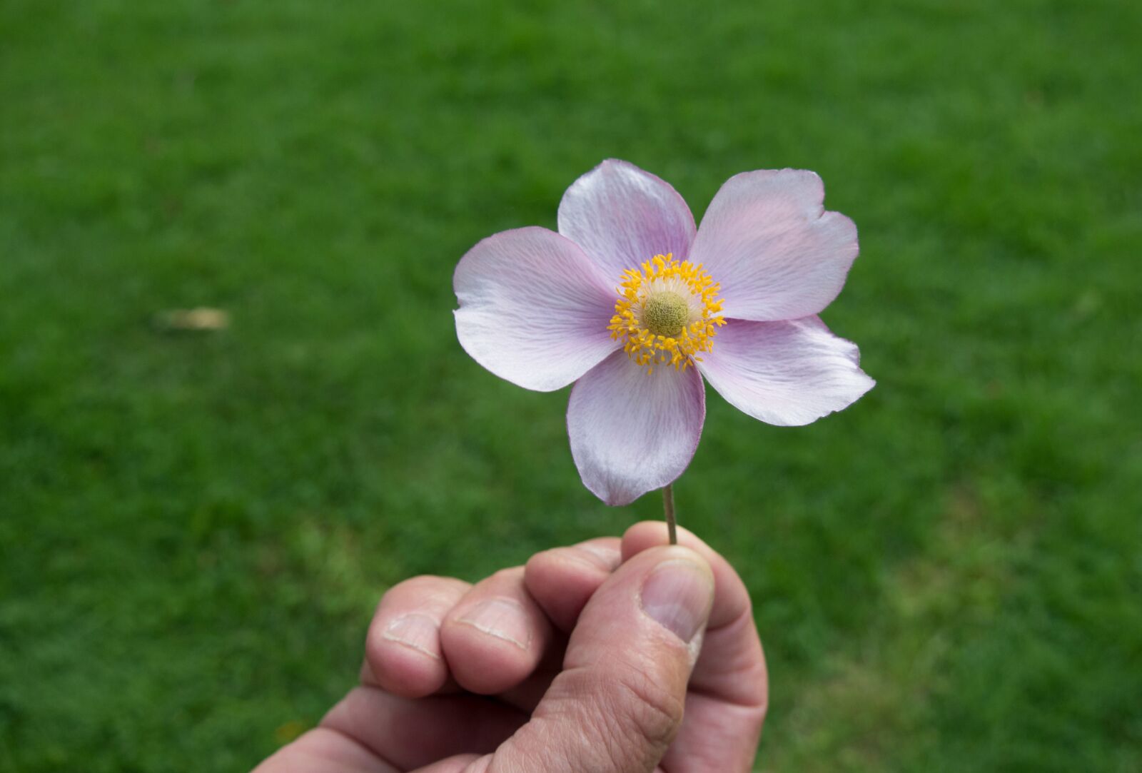 Panasonic DMC-G70 sample photo. Nature, flower, summer photography