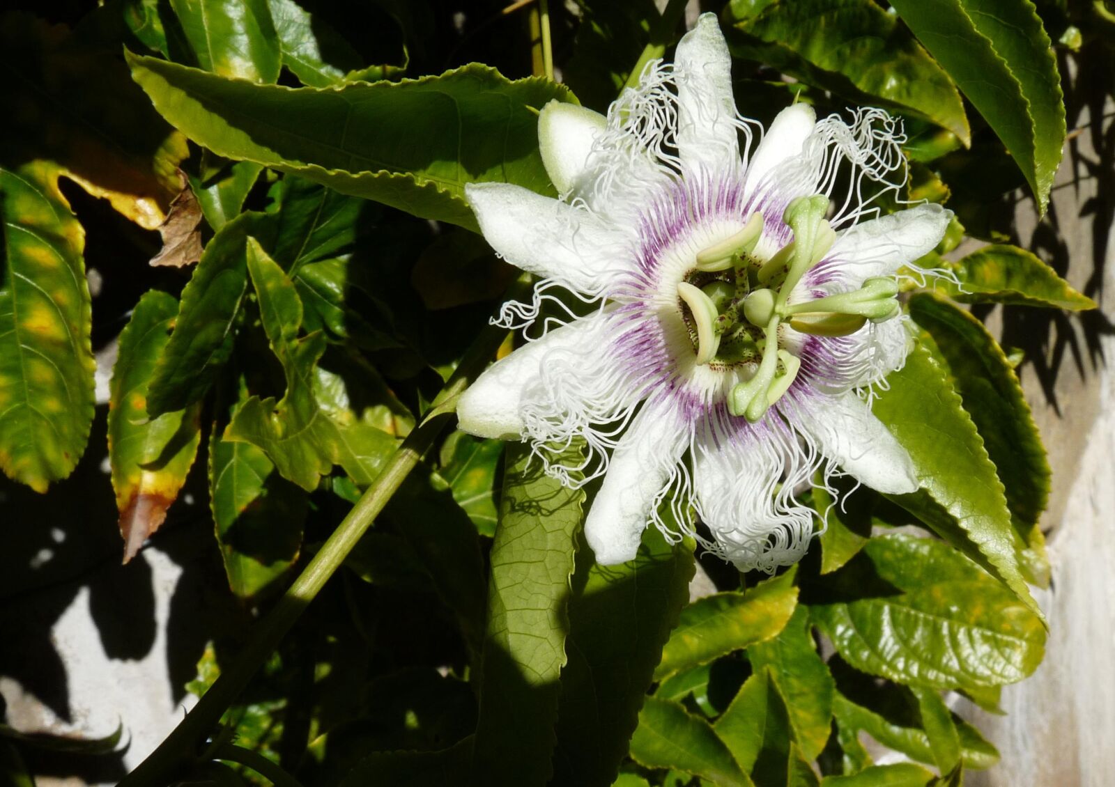 Panasonic Lumix DMC-FZ28 sample photo. Flower, climbing, vine photography