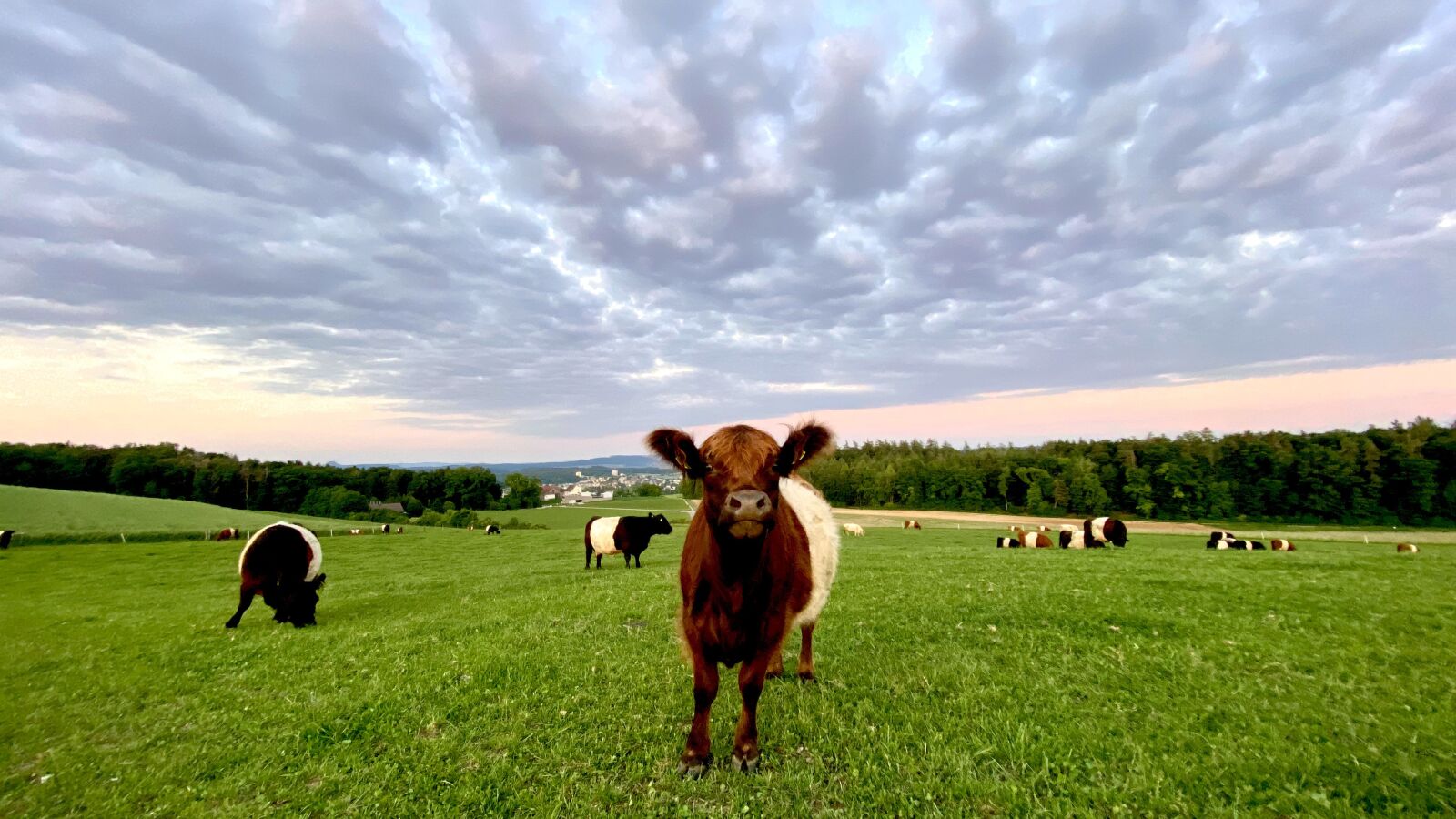 Apple iPhone 11 Pro sample photo. Cow, galloway, animal photography