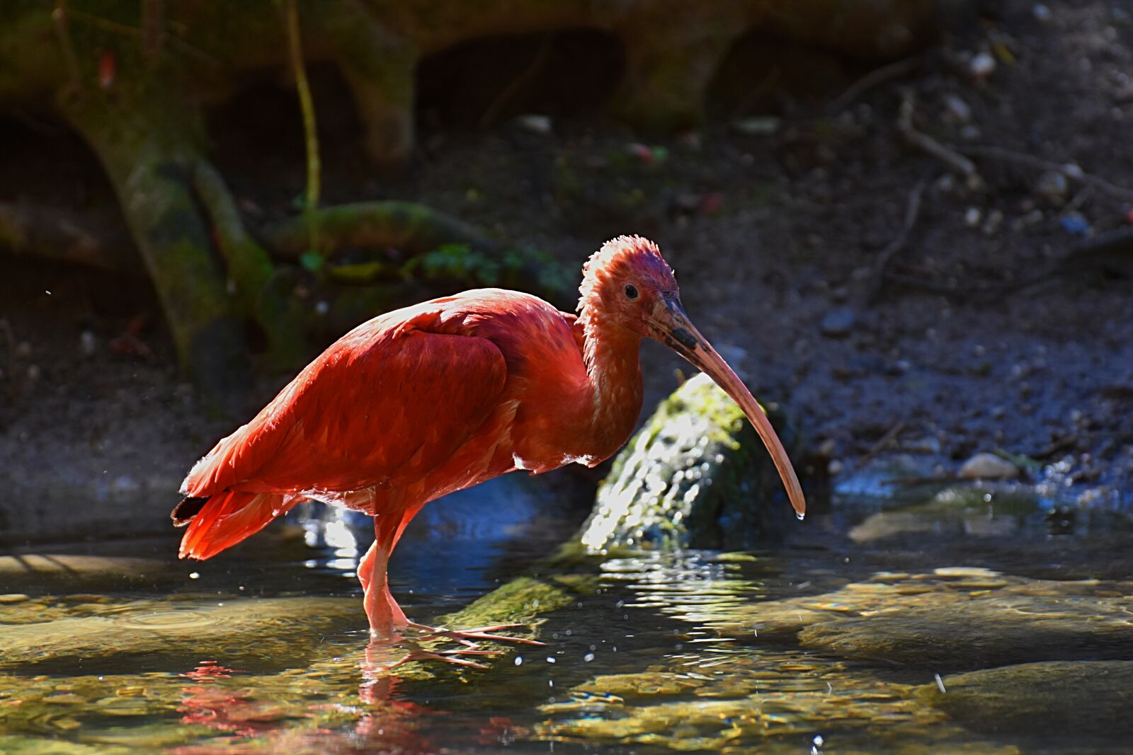 Nikon D7200 sample photo. Ibis, eudocimus ruber, scarlet photography