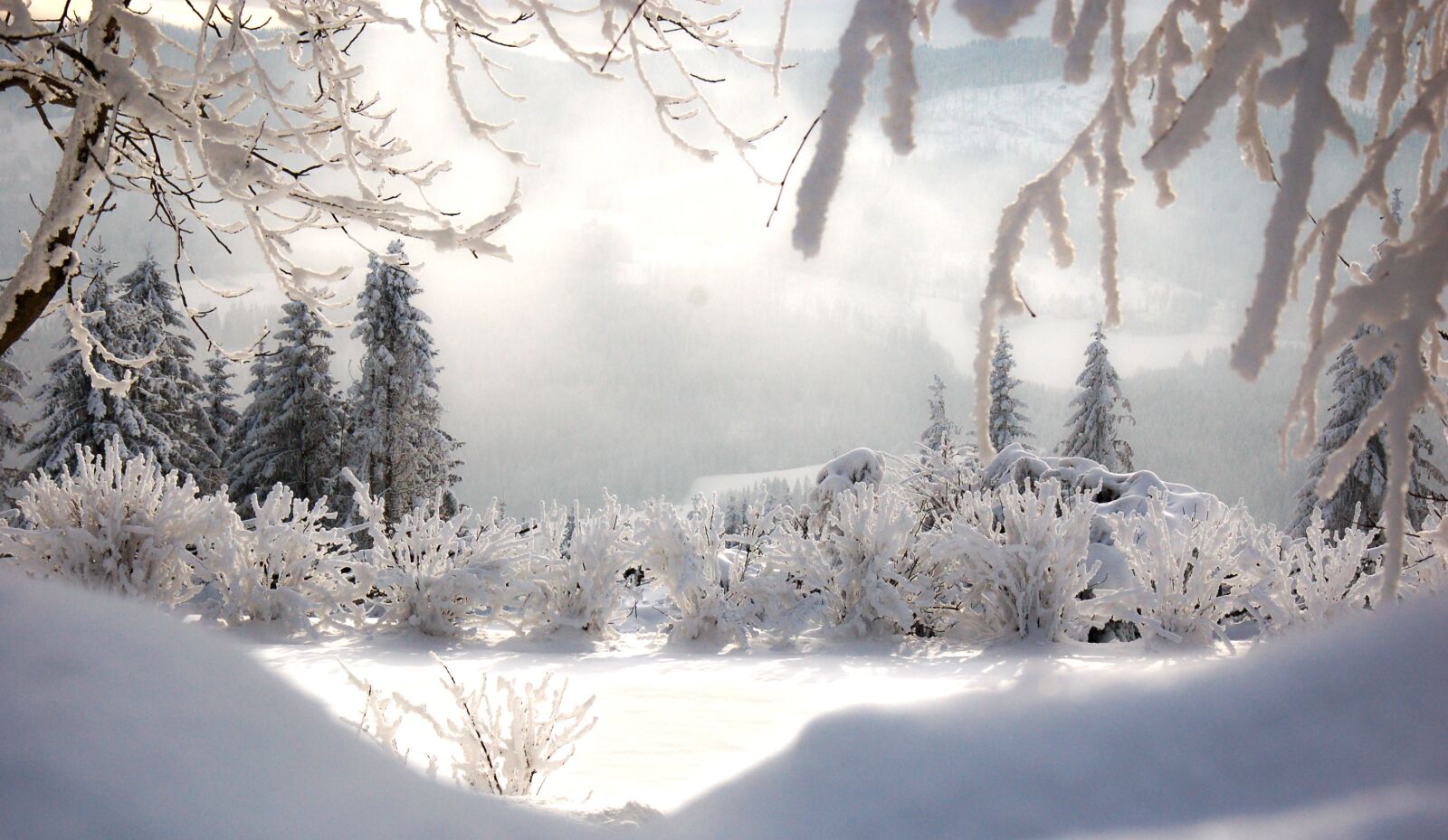 Nikon D50 sample photo. Winter, hoarfrost, wintry photography
