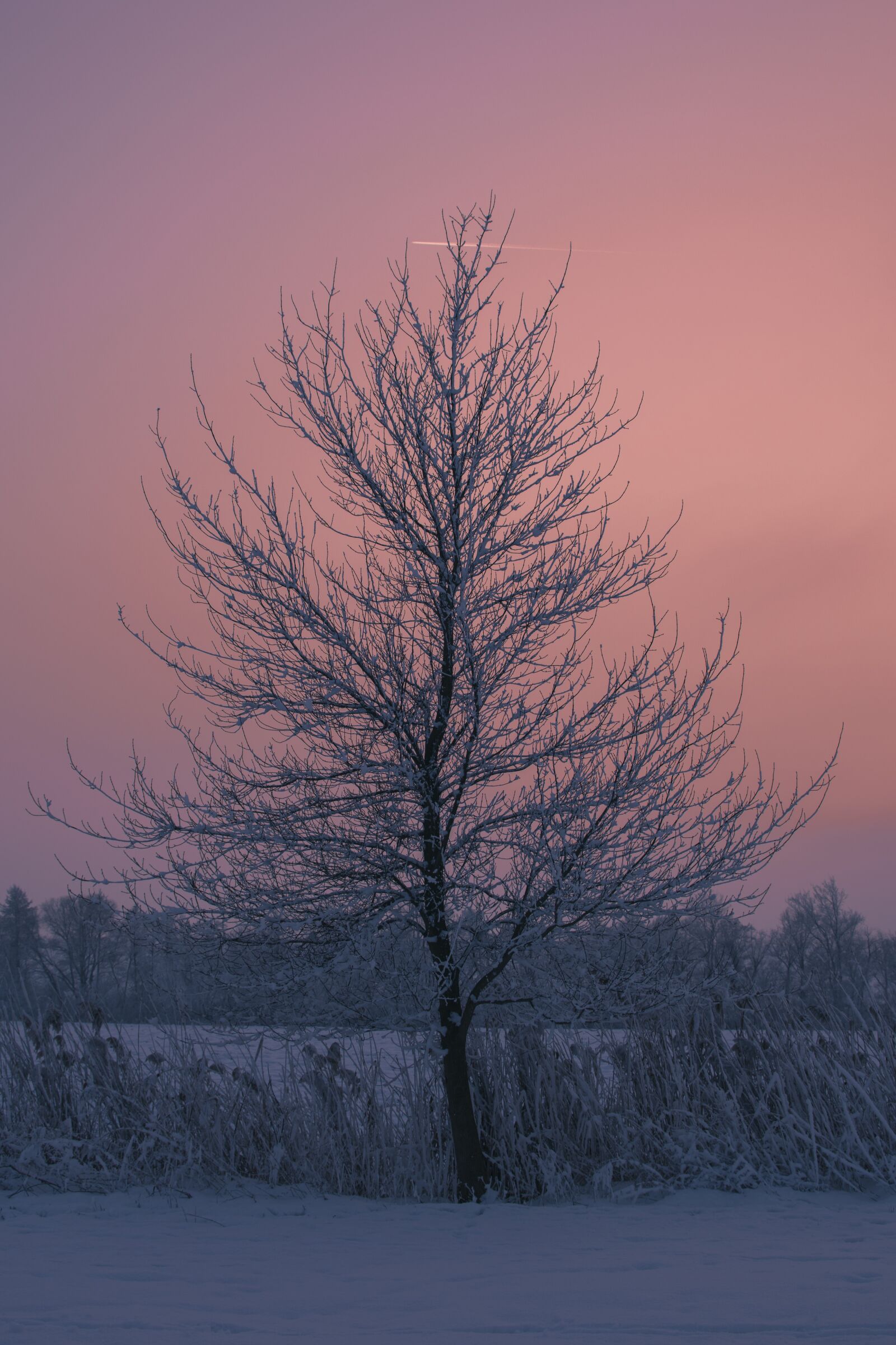 Nikon D5500 sample photo. Tree, winter, sunset photography