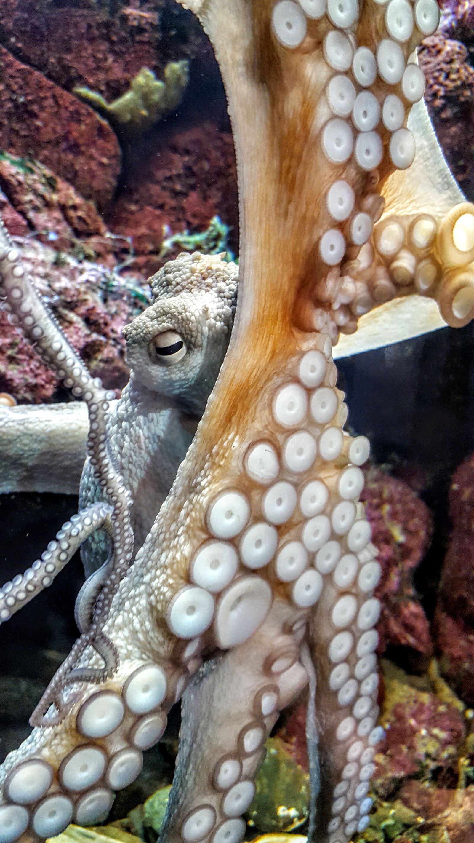 Samsung Galaxy S6 sample photo. Octopus, cephalopod, suckers photography