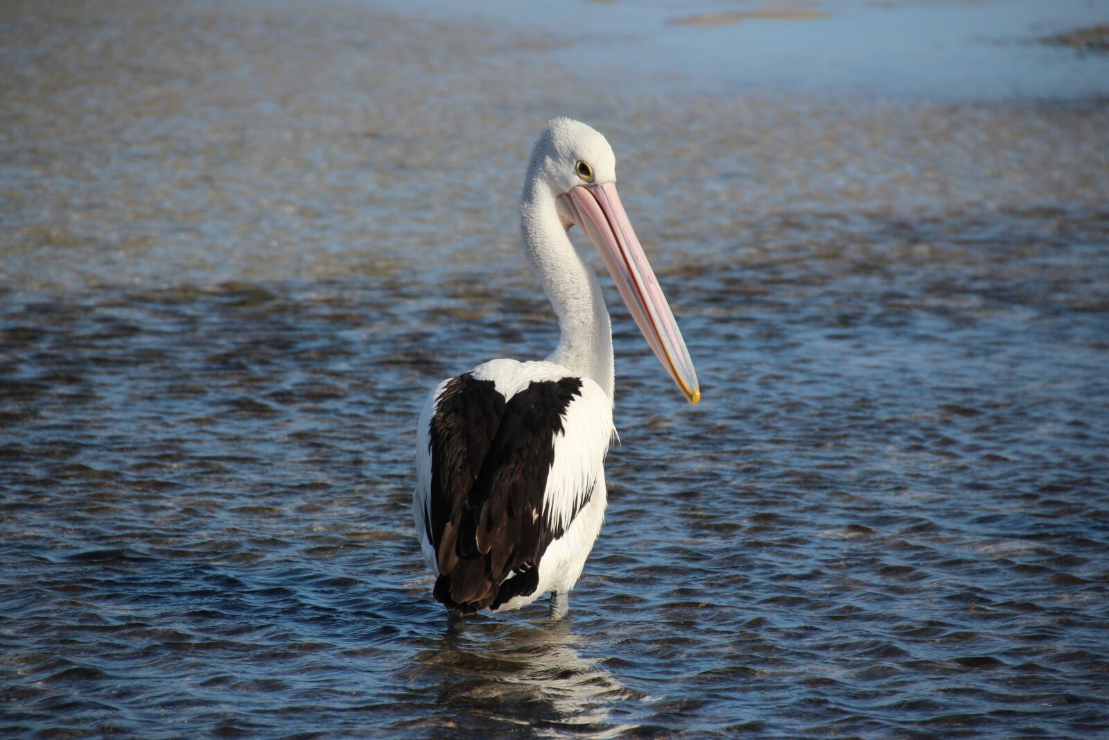 Canon EOS 600D (Rebel EOS T3i / EOS Kiss X5) sample photo. Australia, pelican, nature photography