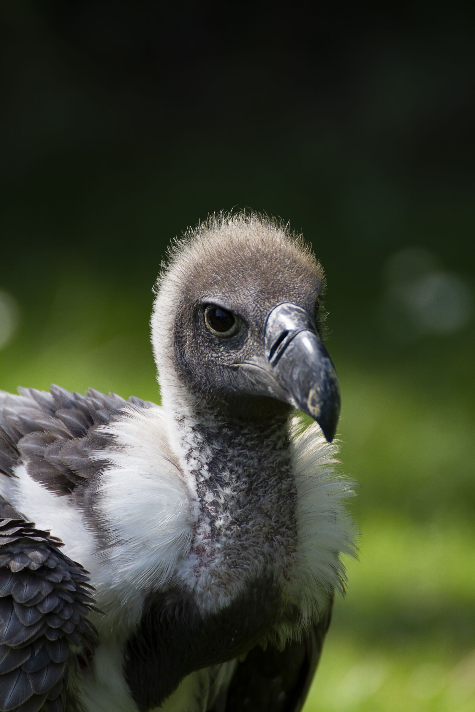 Canon EOS 7D sample photo. Vulture, bird, nature photography