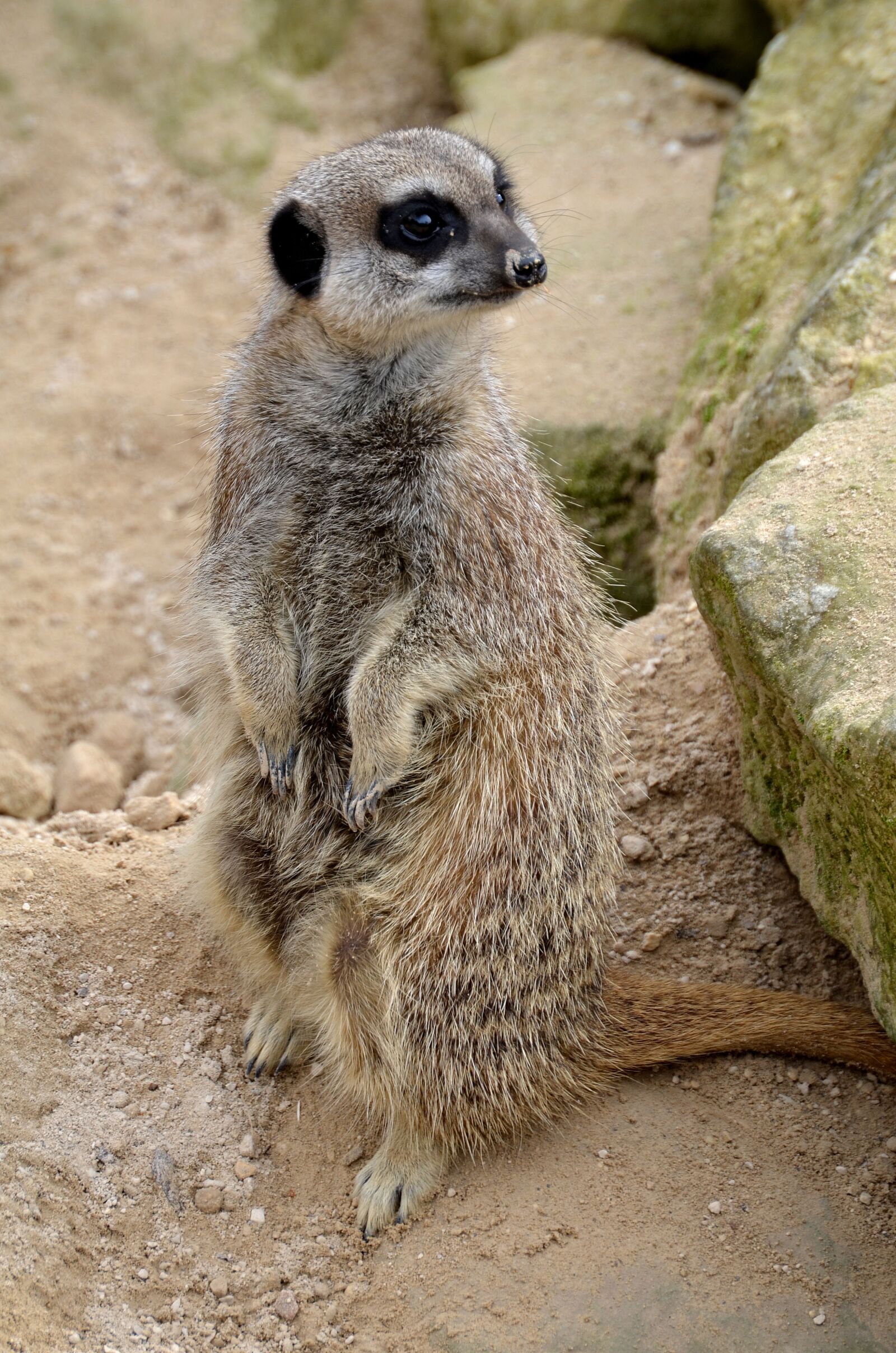 Nikon D5100 sample photo. Meerkat, animal, wild photography
